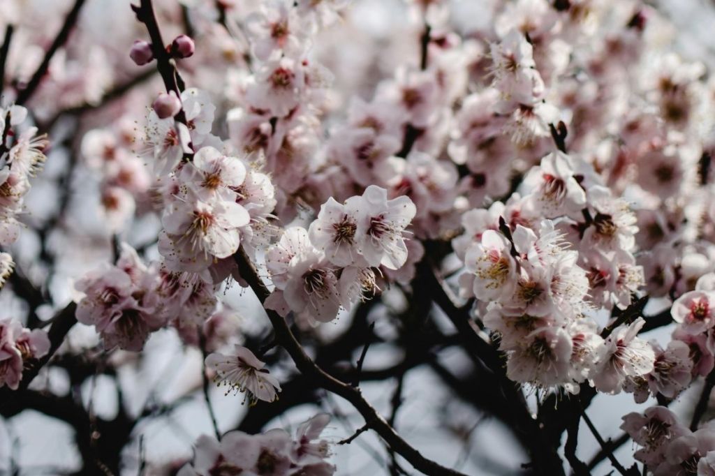 "White and Pink Cherry Blossom Flowers in Bloom"