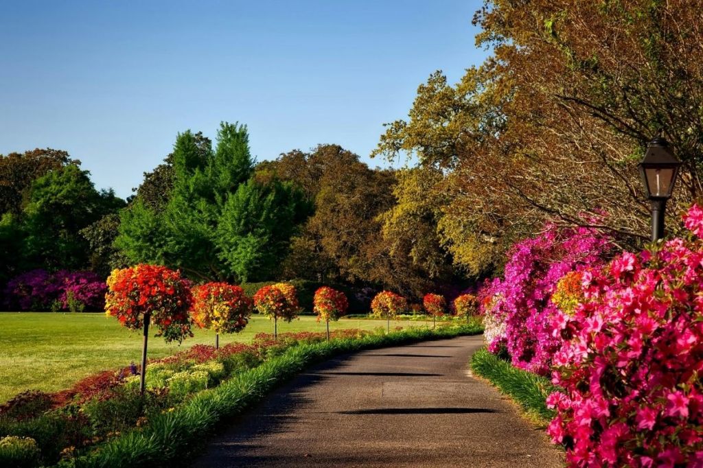 "Gray Concrete Pathway Besides Pink Flower during Day"
