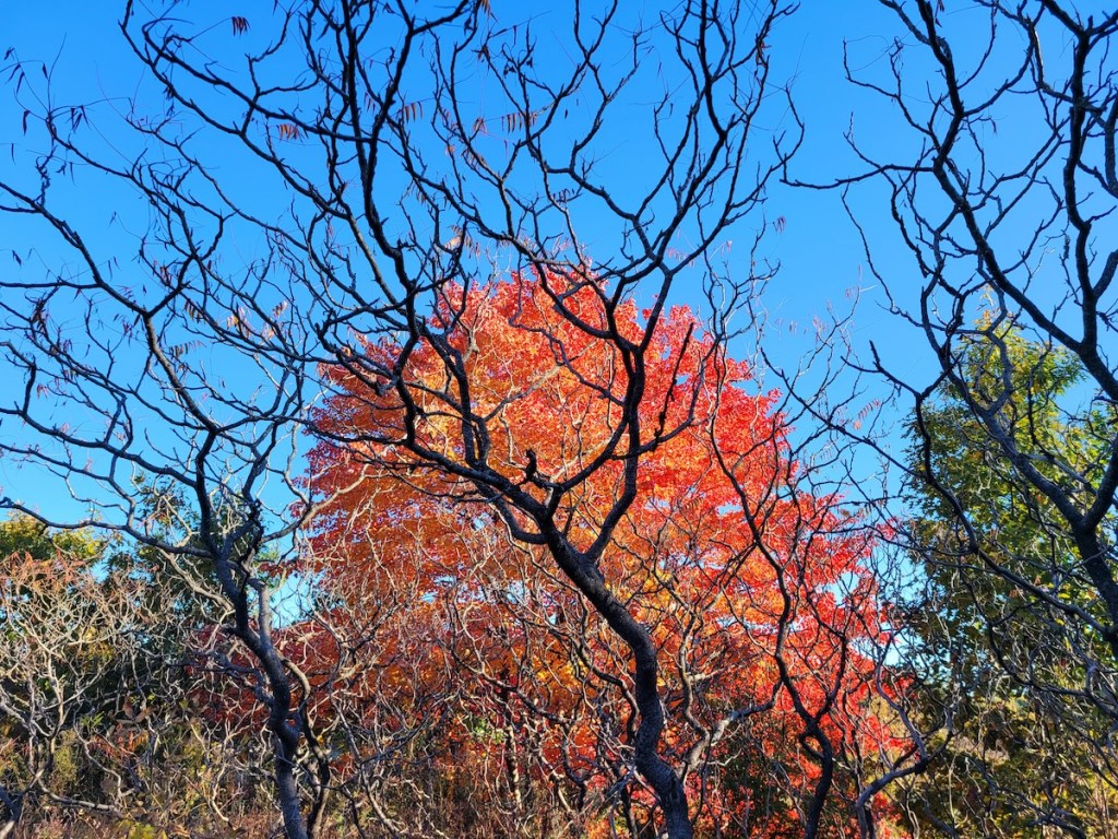 a spindly tree growing into the sky