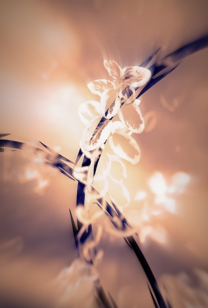 Shadowed flower overlaid with barbed wire