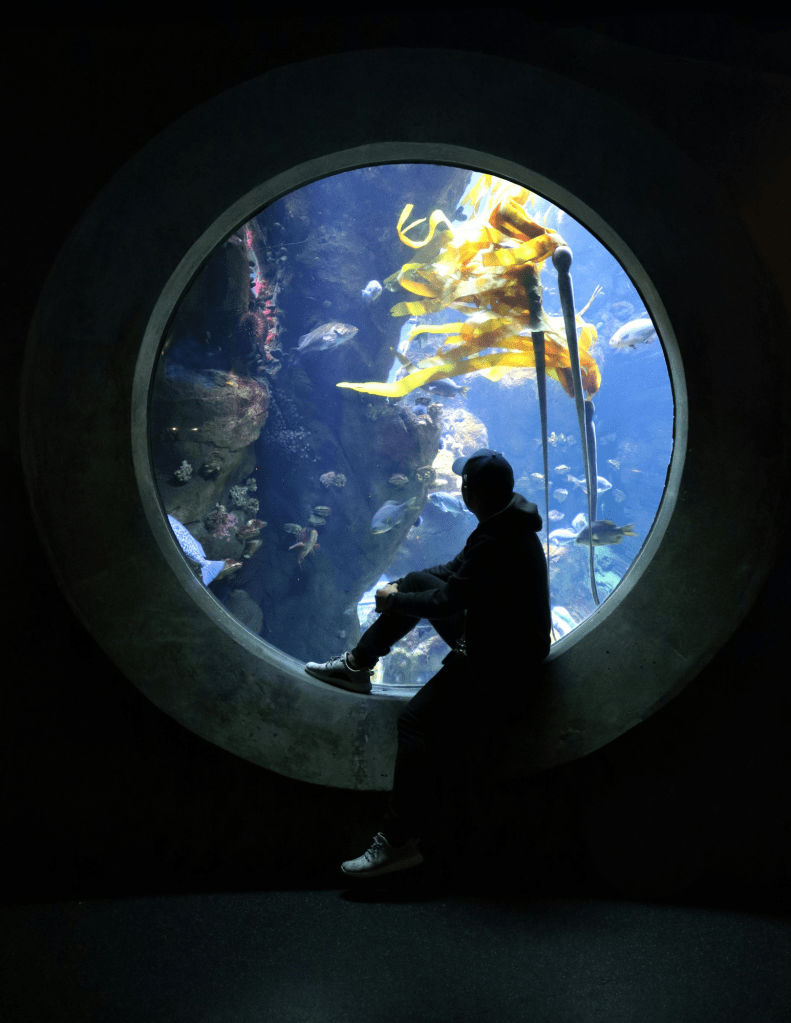 Person Sitting on an Aquarium Window in San Francisco, Calif.
