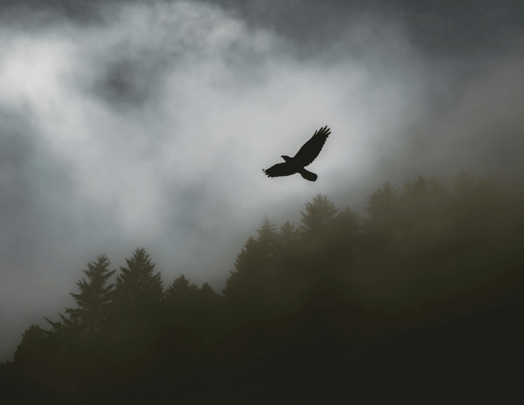 Black Hawk Soaring in Trinidad, Calif.