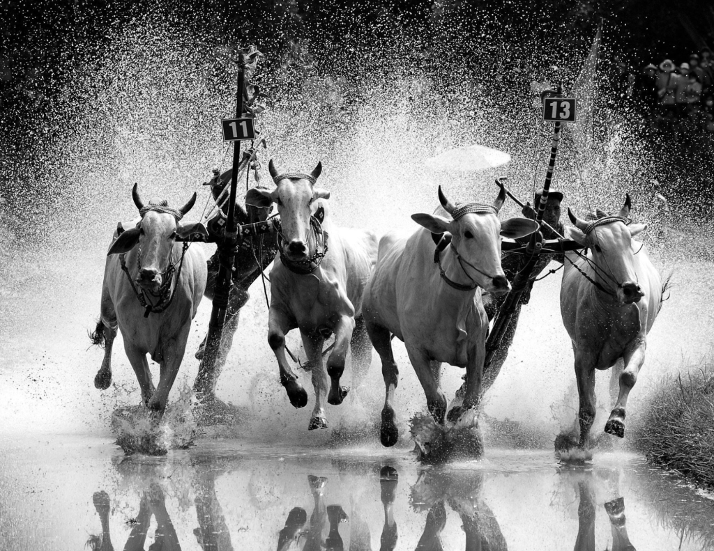 Black and White Photo of a Bull Race