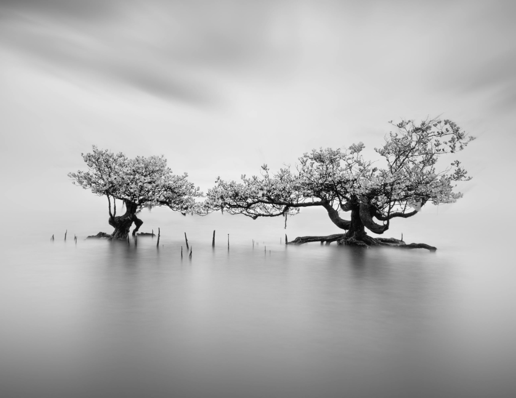 Lake View with Two Trees, Grayscale Photography, in Indonesia